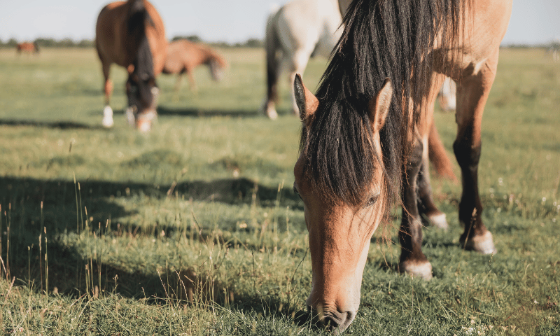 Feed Horses As ‘Naturally’ As Possible