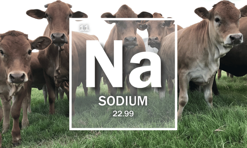 Mineral Of The Month: Sodium