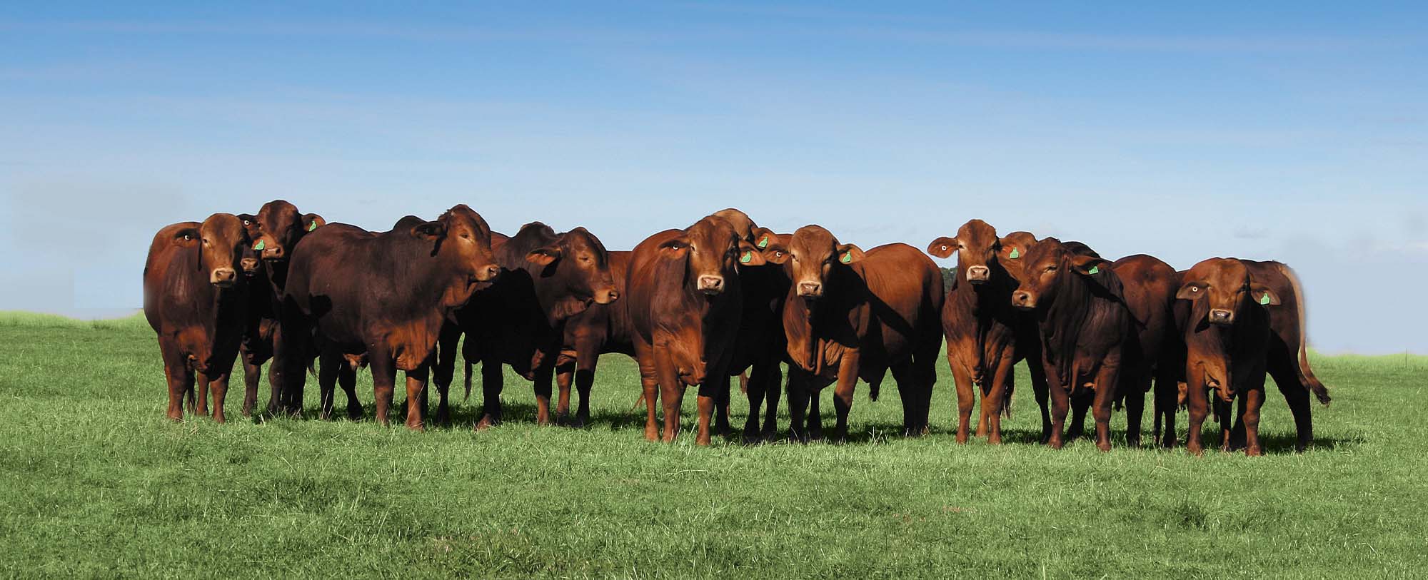 Maximise the potential of your livestock