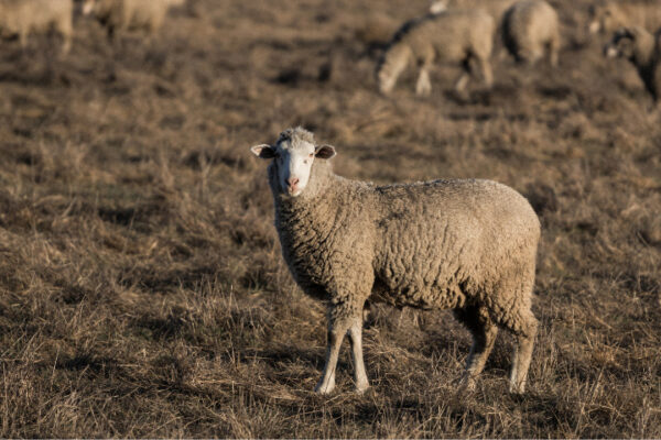 Basic Ruminant Anatomy