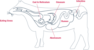 Basic Ruminant Anatomy - AgSolutions