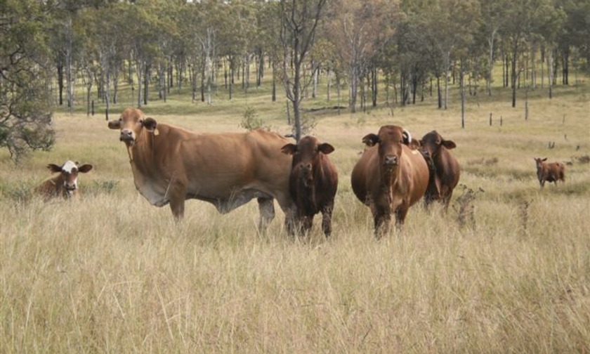 Dry Feed Supplementation