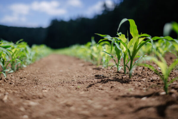 Healthy Soil Adds Value To Your Property