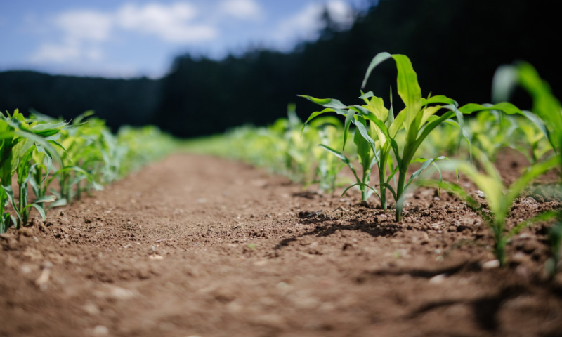 Healthy Soil Adds Value To Your Property