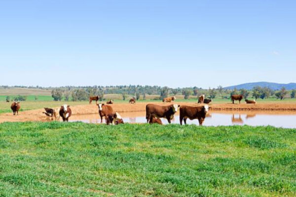 Heat Stress In Cattle: Identifying The Signs And Tips To Keep Your Cattle Cool