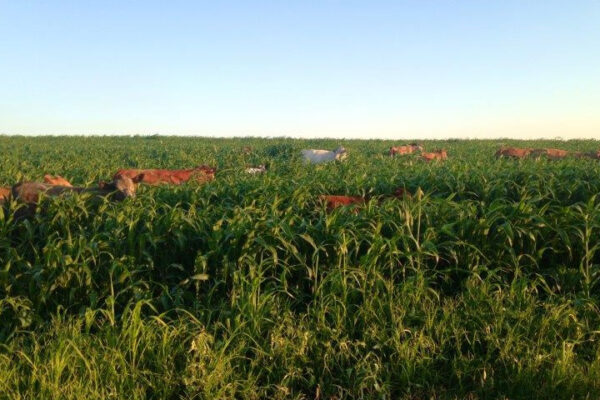 Help reduce the risk of Prussic Acid Poisoning for livestock grazing Sorghum