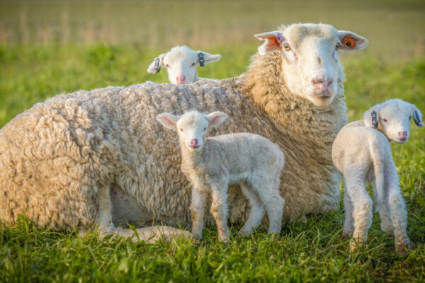 Improving Conception Rates In Ewes