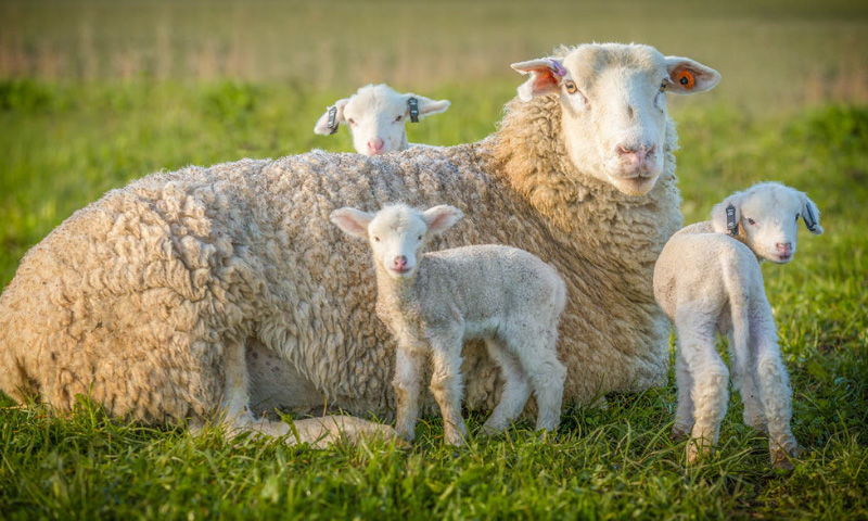 Improving Conception Rates In Ewes