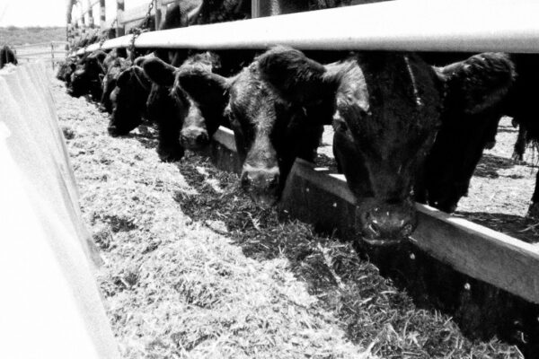 Let’s Talk More On Grain Feeding
