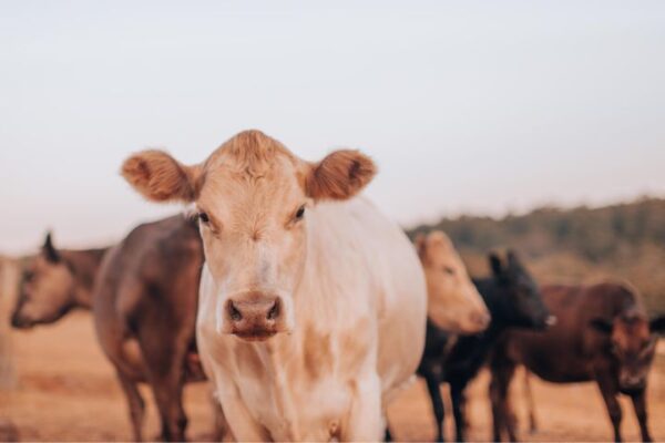 Function And Deficiency Indicators For Important Minerals In Animal Nutrition