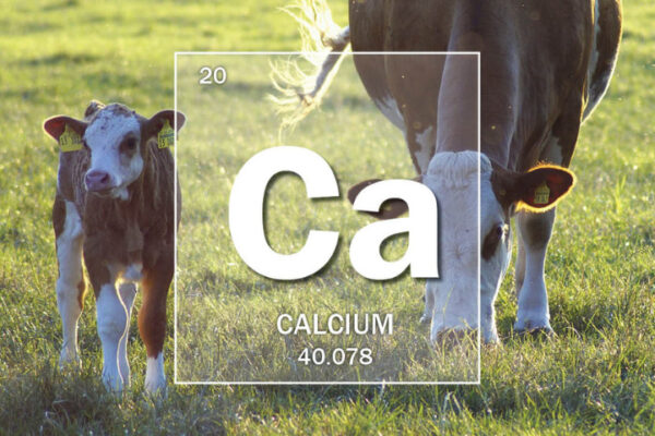 Mineral Of The Month: Calcium