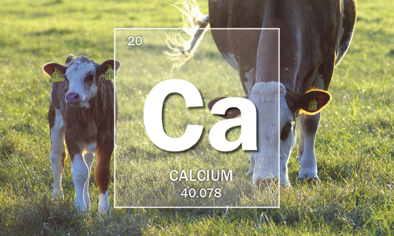 Mineral Of The Month: Calcium