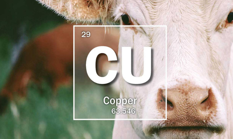 Mineral Of The Month: Copper