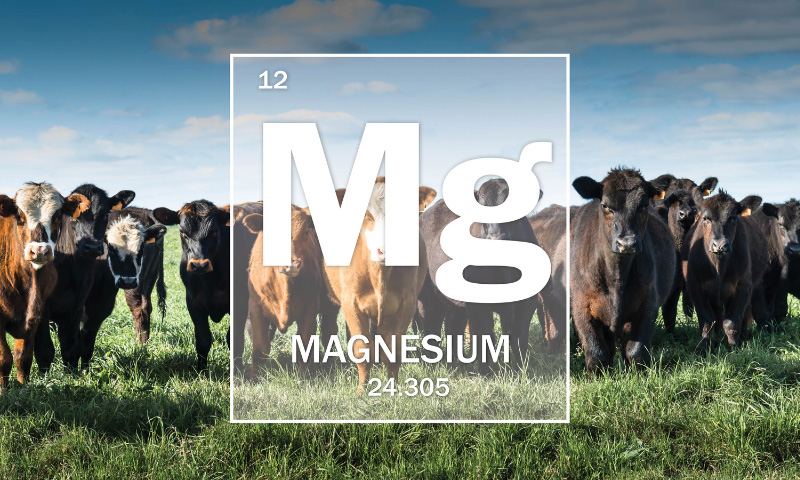 Mineral Of The Month: Magnesium