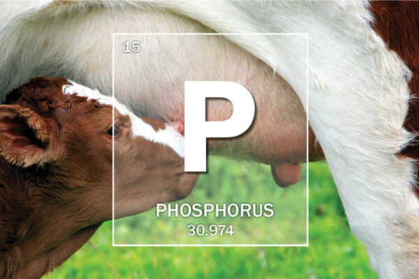 Mineral Of The Month: Phosphorus