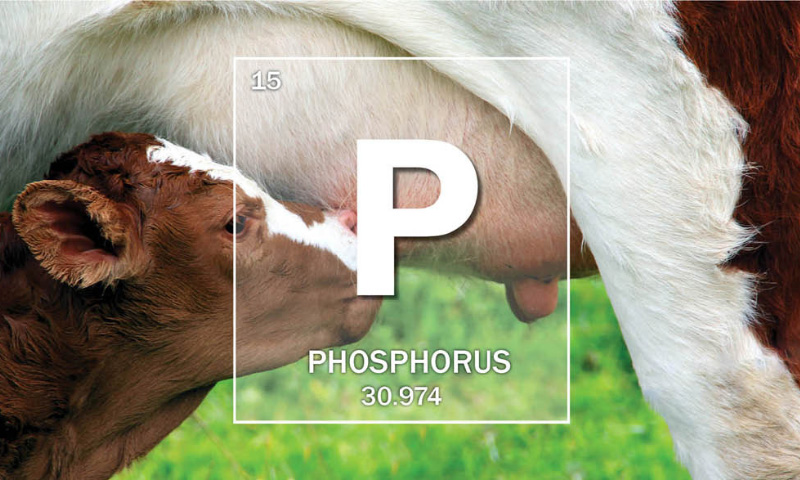 Mineral Of The Month: Phosphorus