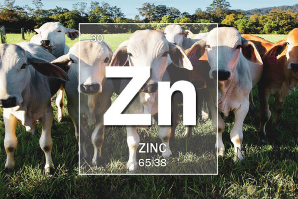 Mineral Of The Month: Zinc