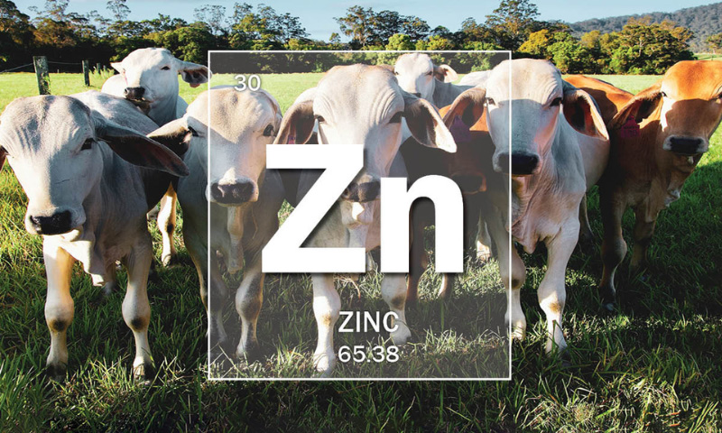 Mineral Of The Month: Zinc