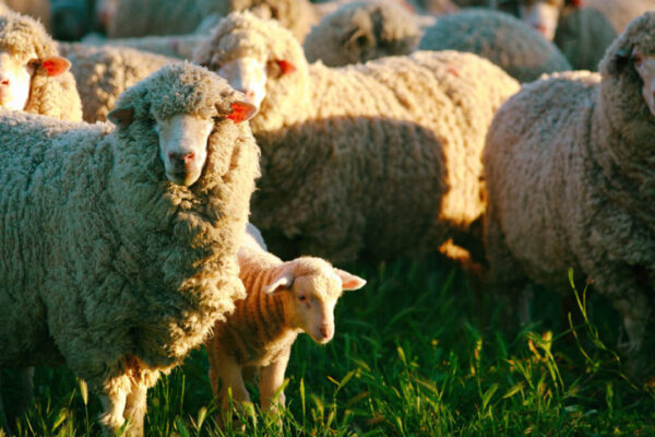 Nutritionally Prepare Ewes For Lambing & Lactation