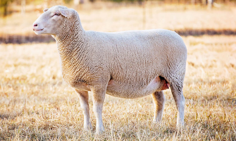 Pregnancy Toxaemia In Sheep