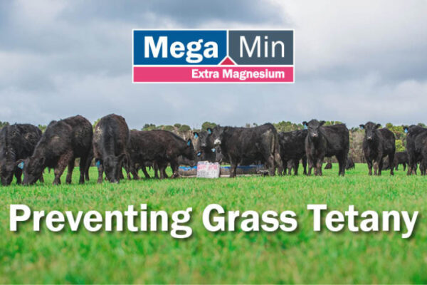 Preventing Grass Tetany