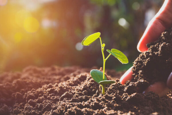 Silica – The Overlooked Element That Is Essential For Soil And Plant Health