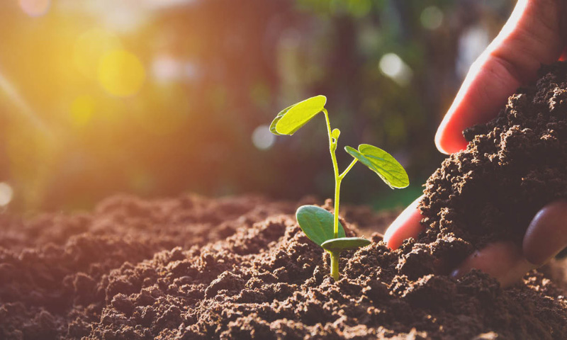 Tea Seed Meal powder manufacturer Tea Seed Meal powder manufacturer