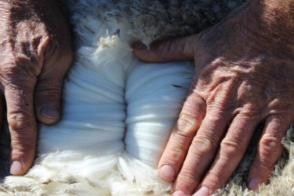 Sulphur Supplementation To Help Wool Production