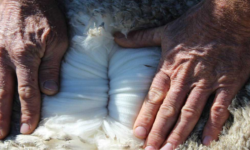 Sulphur Supplementation To Help Wool Production