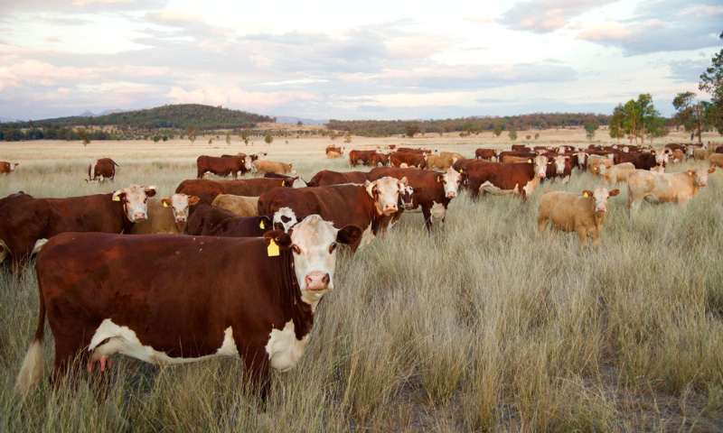 Supplementing Dry Standing Mature Pasture For Improved Cattle And Sheep Performance