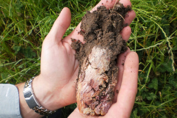 The Importance Of Soil Tests For Crop And Livestock Nutrition
