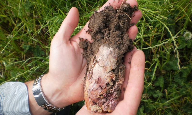 The Importance Of Soil Tests For Crop And Livestock Nutrition