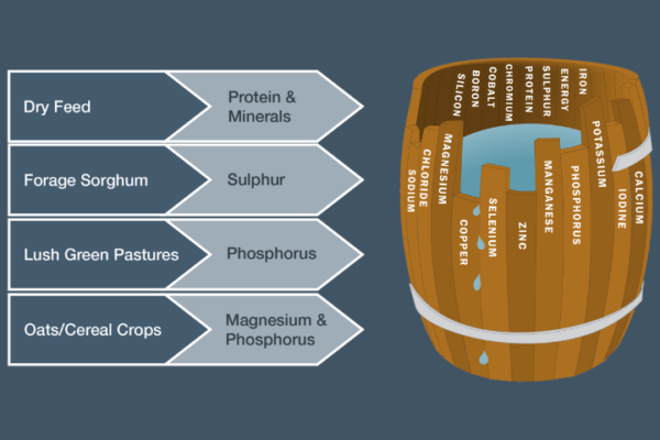 The principle of the Primary Limiting Nutrient