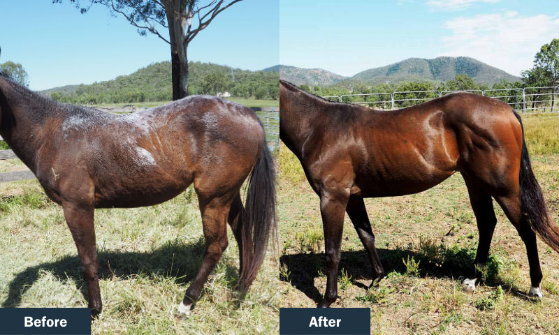 Helping Horses With Skin/Coat Conditions