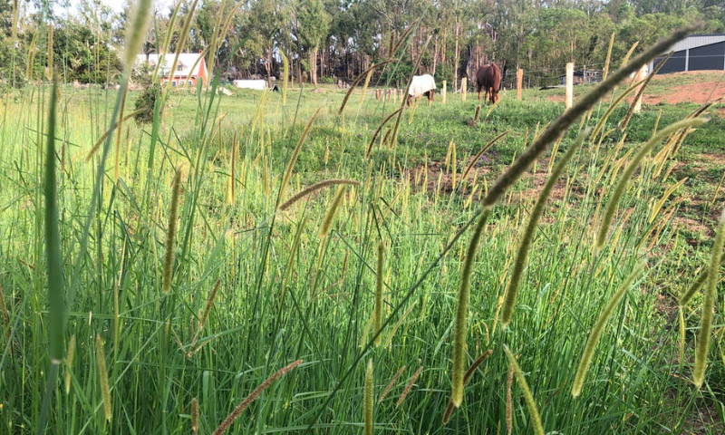 Why Grazing Setaria Can Be Harmful To Your Horse