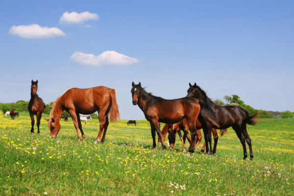 Managing Horses in Summer