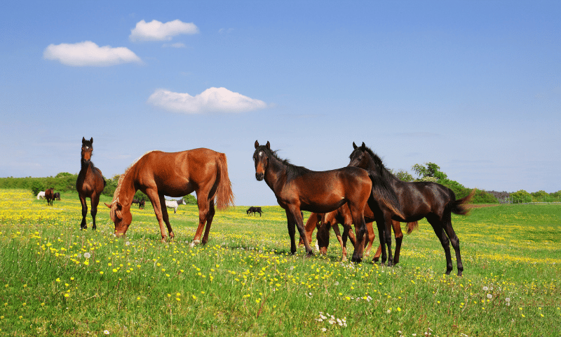 Managing Horses in Summer