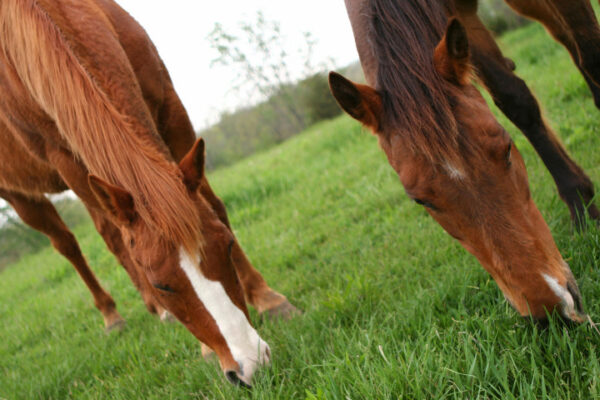 Pasture Management For Horses