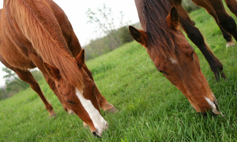 The Importance of Magnesium For Horses