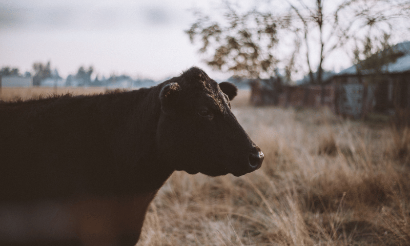 botulism symptoms in cattle