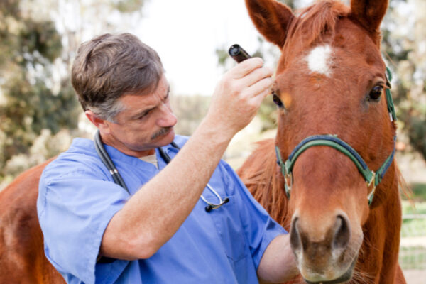 Do You Have An Emergency Plan In Place For Your Horses?