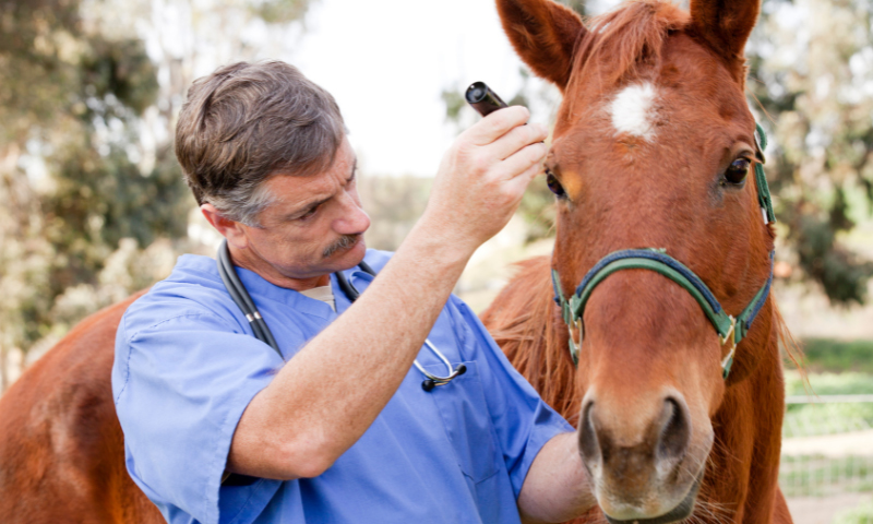 Do You Have An Emergency Plan In Place For Your Horses?