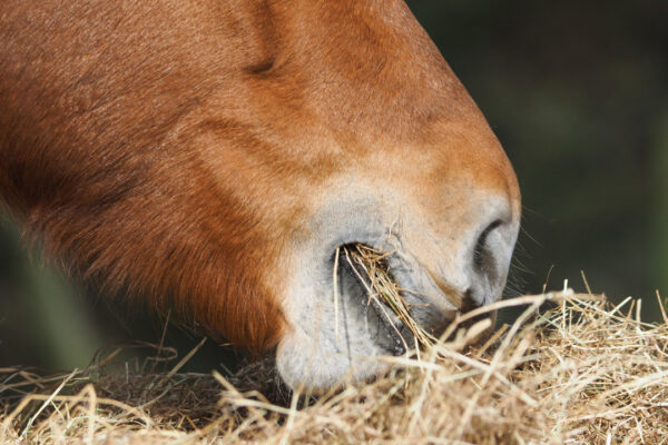 Do You Know How Much You Are Feeding Your Horse By Weight?
