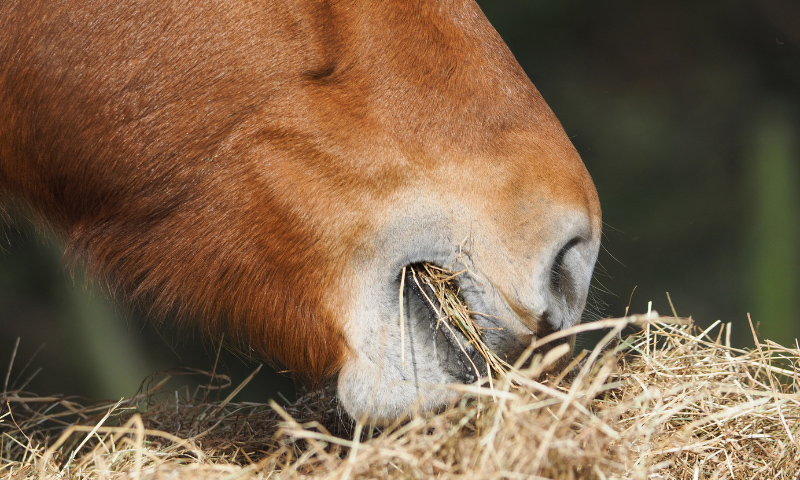 Do You Know How Much You Are Feeding Your Horse By Weight?