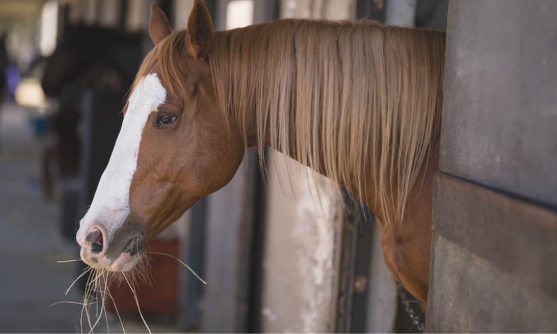 Feeding Horses To Help Gut Health