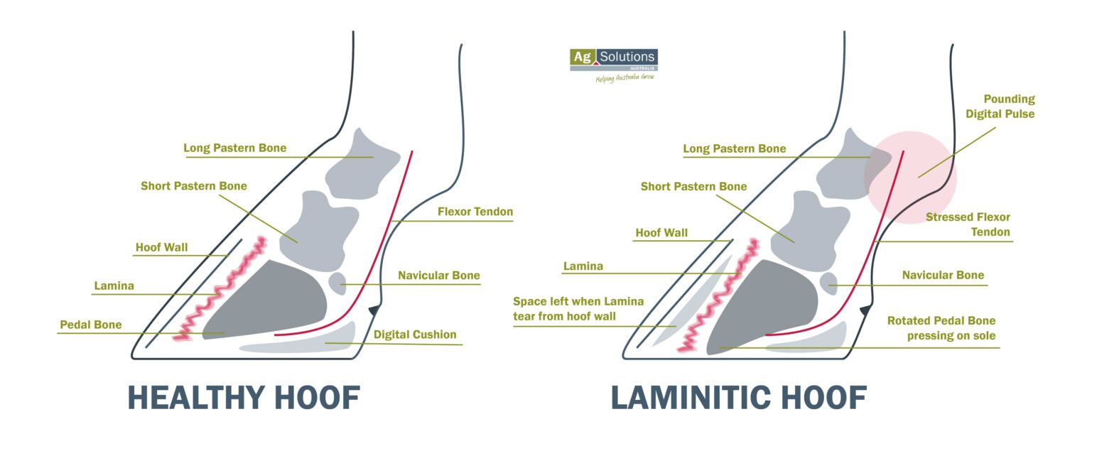 Laminitis & Founder in Horses AgSolutions