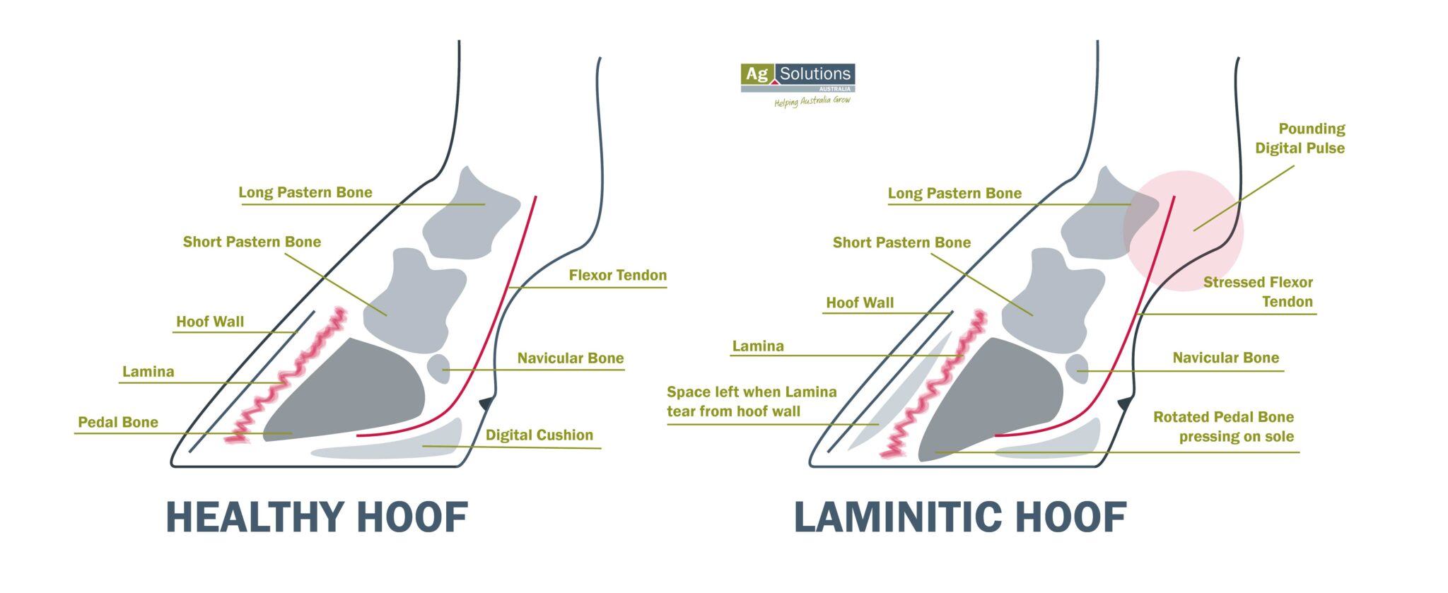 Laminitis & Founder in Horses AgSolutions