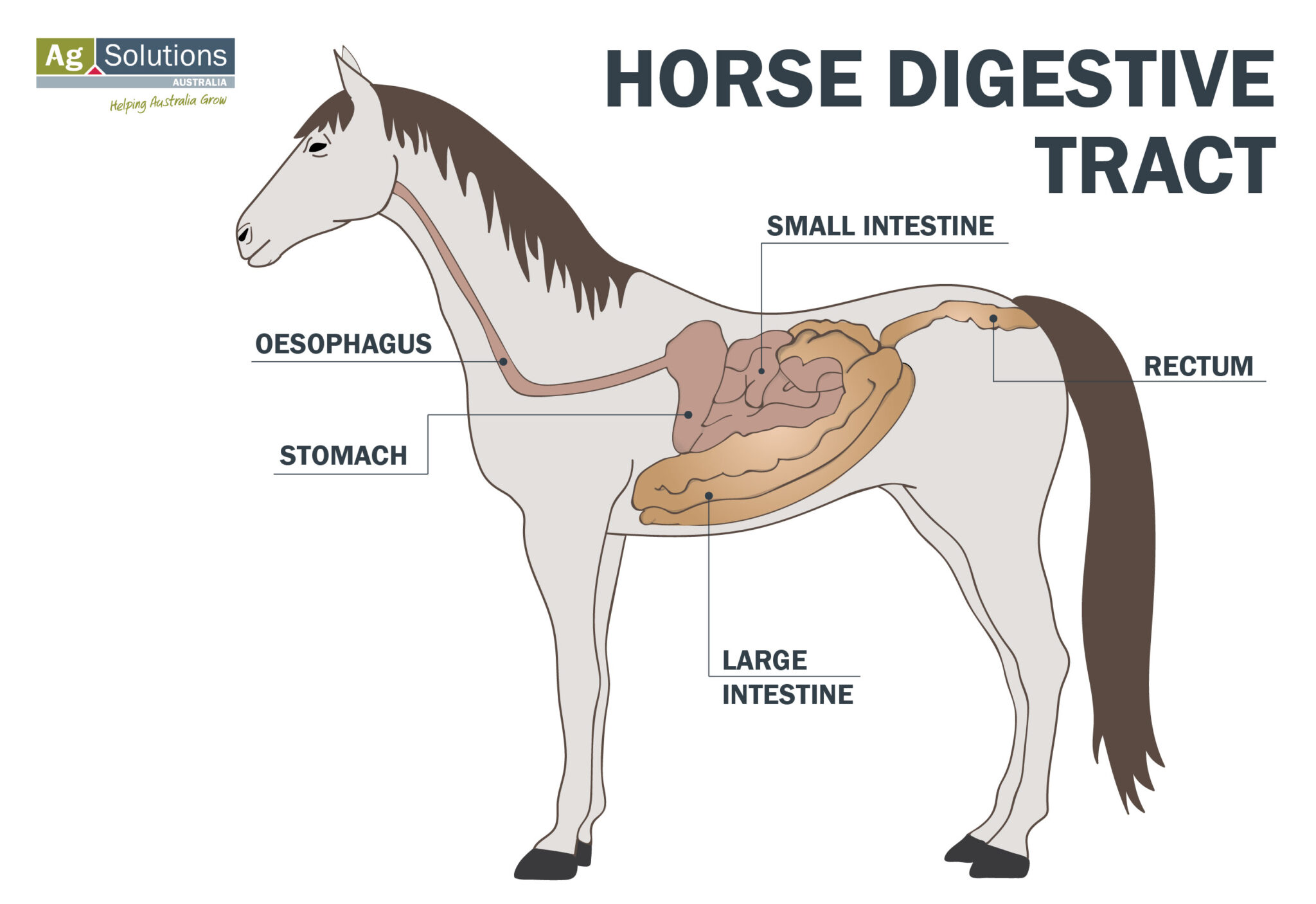 Feeding Horses To Help Gut Health AgSolutions
