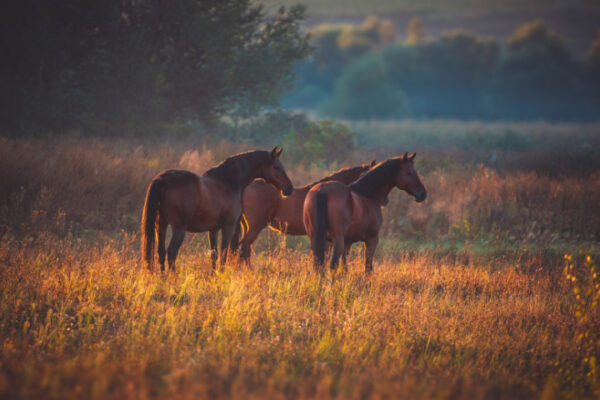 How to help your horse stay healthy during drought