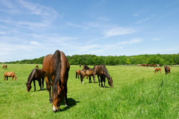Establishing Healthy Pastures for Horses